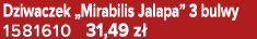 Dziwaczek „Mirabilis Jalapa” 3 bulwy 1581610 31,49 z 