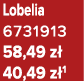 Lobelia 6731913 58,49 z 40,49 z 1