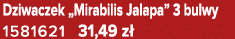 Dziwaczek „Mirabilis Jalapa” 3 bulwy 1581621 31,49 z 