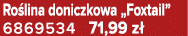Ro lina doniczkowa „Foxtail” 6869534 71,99 z 