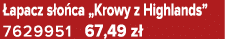  apacz s o ca „Krowy z Highlands” 7629951 67,49 z 